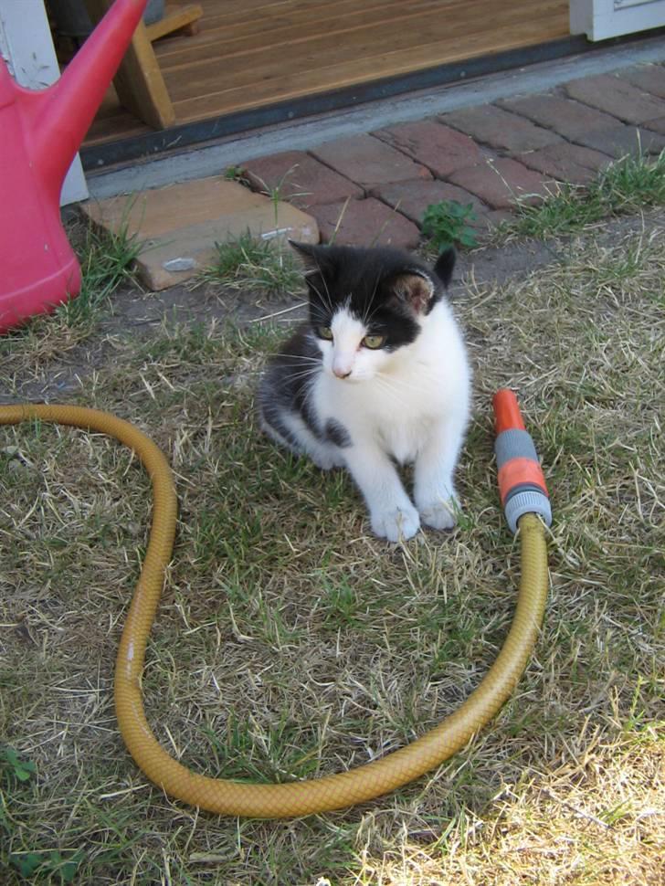 Blanding af racer Prikken *død* - Smukke prikken billede 1