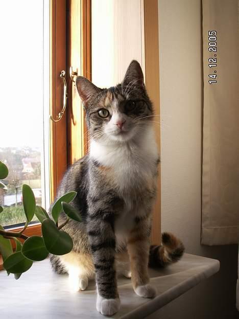 Blanding af racer Buller mis - hvad vil du sige?? billede 11