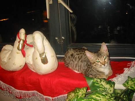 Bengal Lille Mis  - Lillemis første jul & hun nyder den. billede 8