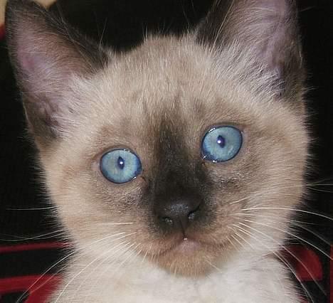 Siameser Toulouse - Toulouse fra sin bedste side billede 1