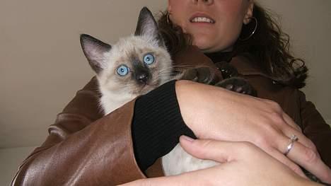 Siameser Toulouse - Mor og jeg mødes for første gang billede 2