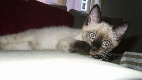 Siameser Toulouse - Hjemkomst til mit nye hjem i Aalborg billede 3