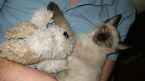 Siameser Toulouse - Eftermiddagslur for far, Toulouse og hunden Frede billede 4