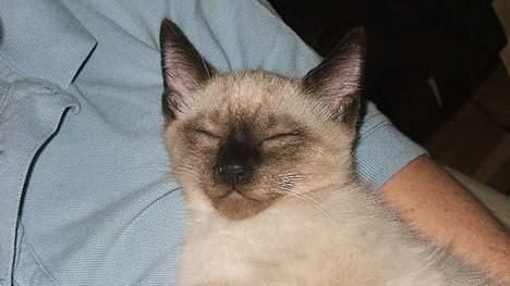 Siameser Toulouse - Den lille sovetryne billede 5