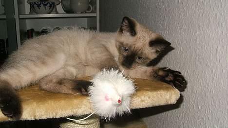 Siameser Toulouse - Toulouse er klar på "foderbrættet" billede 6