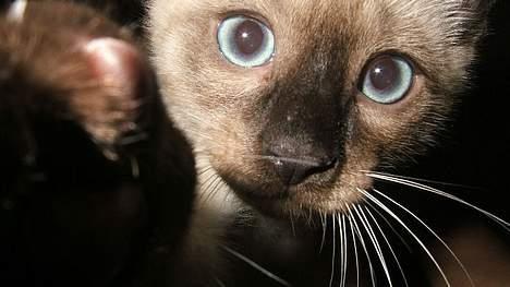 Siameser Toulouse - Nysgerrigheden selv billede 7