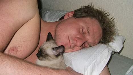 Siameser Toulouse - Fars krammebjørn billede 8