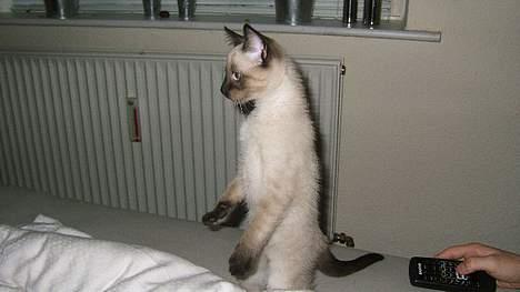 Siameser Toulouse - Mors lille "Timon" billede 9