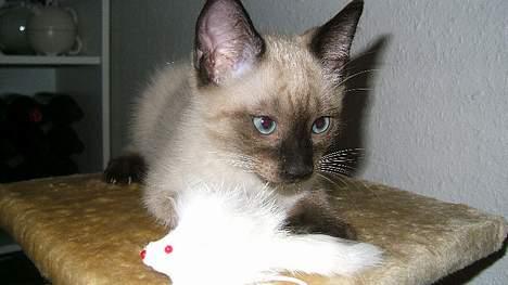 Siameser Toulouse - Mit første bytte billede 10