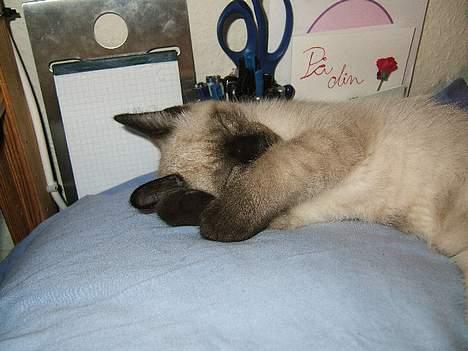 Siameser Toulouse - Formiddagslur på skrivebordet, mens mor knokler med eksamenslæsningen billede 11