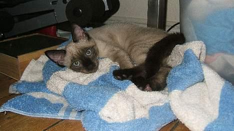 Siameser Toulouse - Sure håndklæder er bare sagen! billede 12