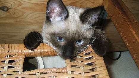 Siameser Toulouse - Uha, der er langt ned! billede 13