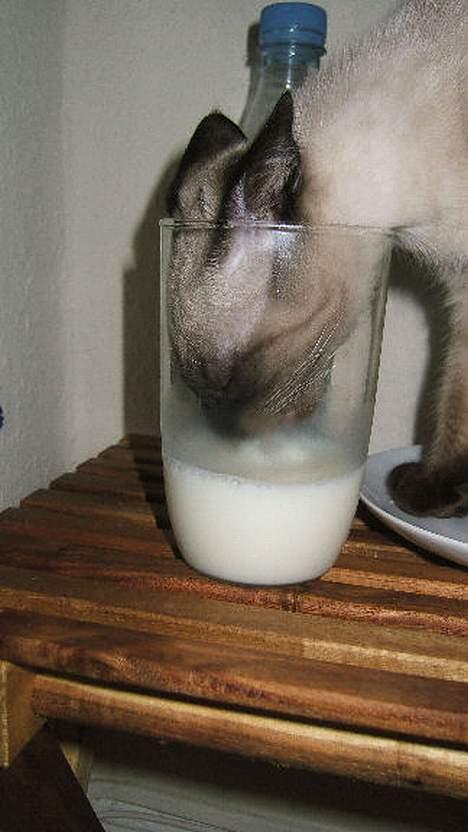 Siameser Toulouse - Ja, man må arbejde for føden her i huset billede 14