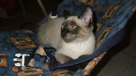 Siameser Toulouse - Jamen, jeg ER da en baby! billede 15