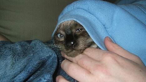 Siameser Toulouse - Borte tit tit! billede 16