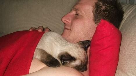 Siameser Toulouse - Tououse er stadig halvt bedøvet efter sin kastration billede 17