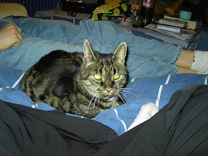 {{currentPhoto.altText}} billede {{currentPhoto.number}}