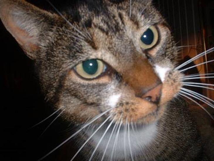 {{currentPhoto.altText}} billede {{currentPhoto.number}}