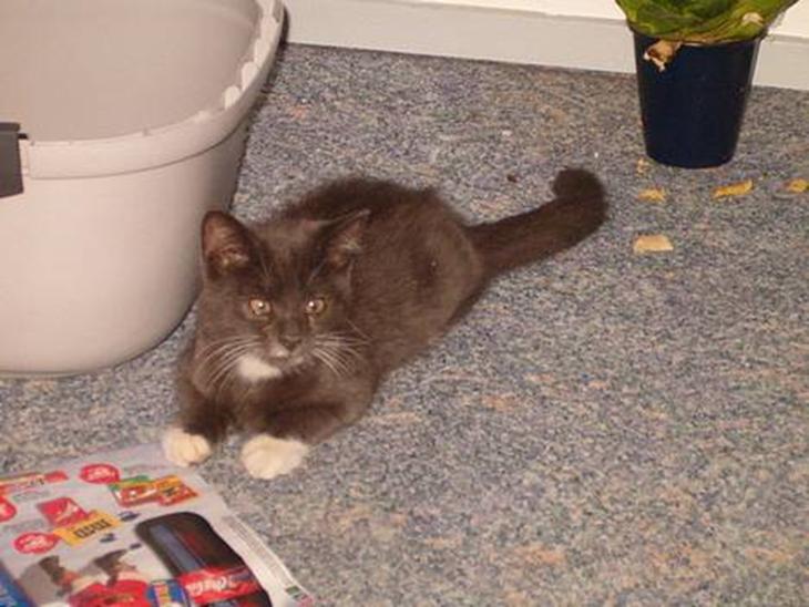 {{currentPhoto.altText}} billede {{currentPhoto.number}}