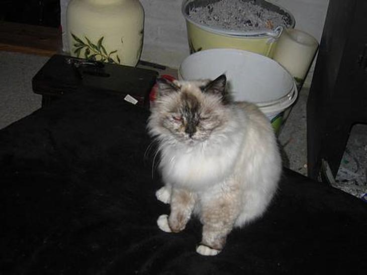 {{currentPhoto.altText}} billede {{currentPhoto.number}}