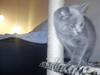 British Shorthair DK Bæklund´s Maskot