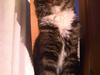 Maine Coon misser R.I.P [ Himmelkat]