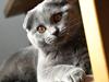 Scottish Fold Amber