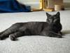 Scottish Fold  Straight Charlie