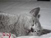 British Shorthair DK Sentimentals iNaia