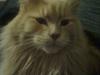 Blanding af racer Simba