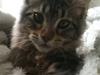 Maine Coon DK LunaKATs Gayani- Bella