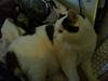 Huskat Sally