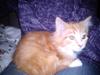 Maine Coon Nala