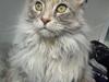 Maine Coon Tabia Tango