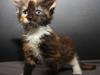 Maine Coon Xanadu