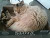Ragdoll Little Miss Sunshine