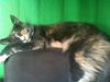 Maine Coon Minny