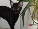 Cornish Rex Bowena´s hannah montana "EFTERLYST"