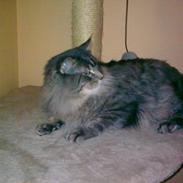 Maine Coon Felix ll