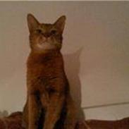 Abyssinier Pucki - Venindes.