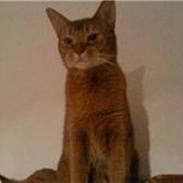 Abyssinier Pucki - Venindes.