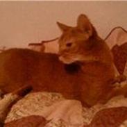 Abyssinier Pucki - Venindes.