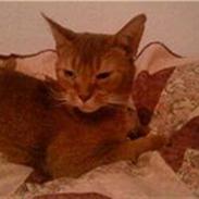 Abyssinier Pucki - Venindes.