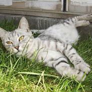 Blanding af racer Yasmin