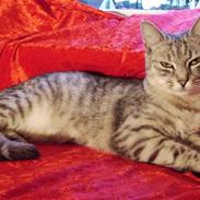 Blanding af racer Yasmin