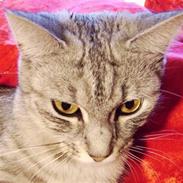 Blanding af racer Yasmin