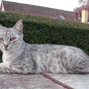 Blanding af racer Yasmin