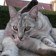 Blanding af racer Yasmin