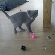 British Shorthair DK Bæklund´s Maskot