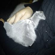 British Shorthair DK Bæklund´s Maskot